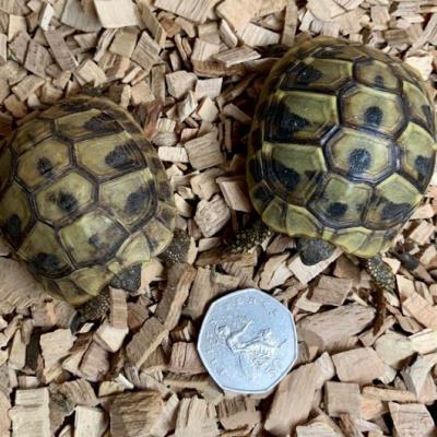 Petaholics Tortoises 1