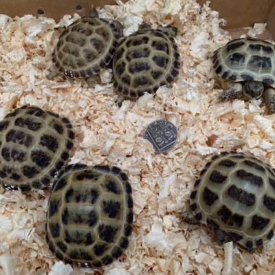 Petaholics Tortoises 3