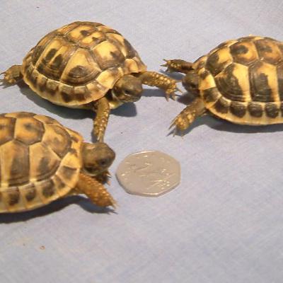 Petaholics Tortoises 5