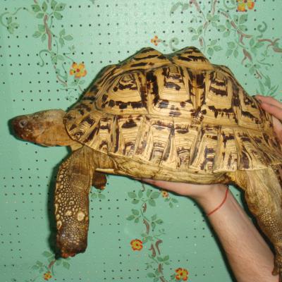 Petaholics Tortoises 6
