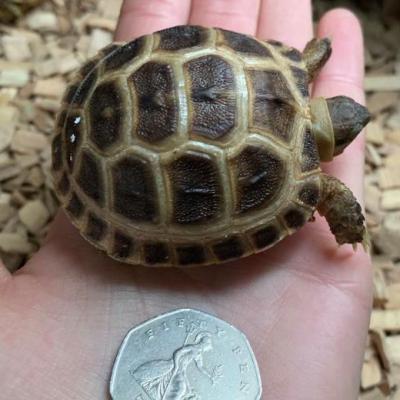 Petaholics Tortoises 8