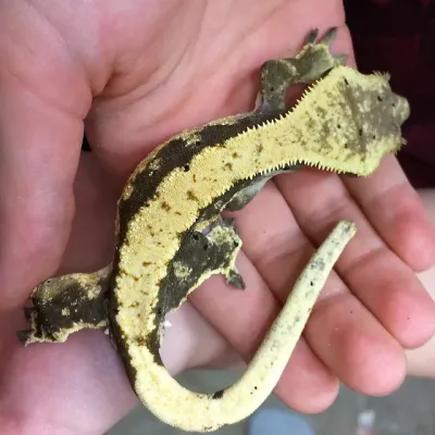 Petaholics Lizards 12