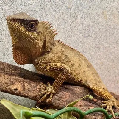 Petaholics Lizards 4