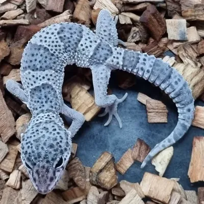 Petaholics Lizards 6