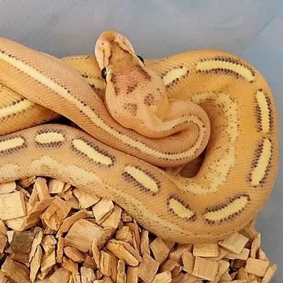 Petaholics Snakes 11