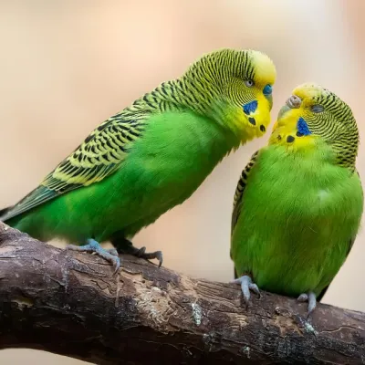 Petaholics Birds Parrots 17