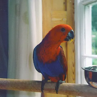 Petaholics Birds Parrots 2