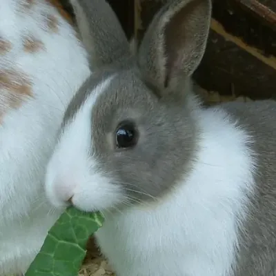 Petaholics Rabbits Guinea Pigs 1