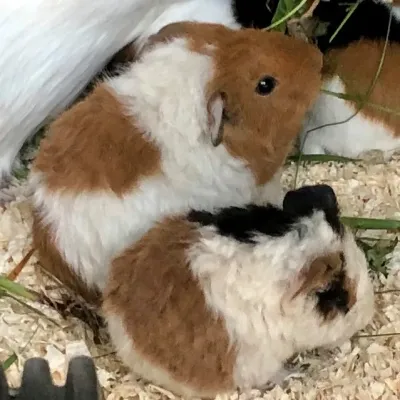 Petaholics Rabbits Guinea Pigs 4