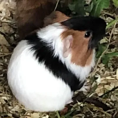 Petaholics Rabbits Guinea Pigs 5