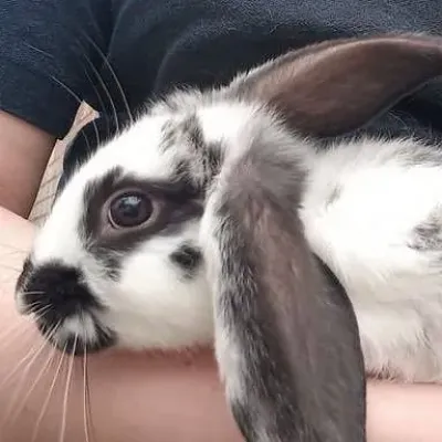 Petaholics Rabbits Guinea Pigs 6