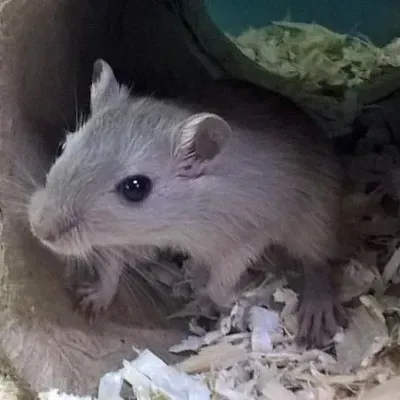 Petaholics Small Rodents 11