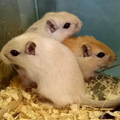 Petaholics Small Rodents 6