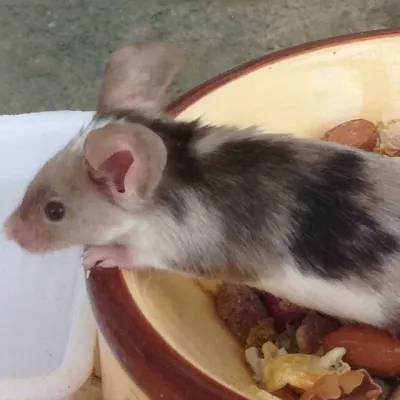 Petaholics Small Rodents 7