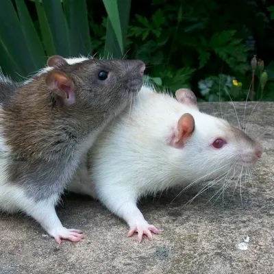 Petaholics Small Rodents 9