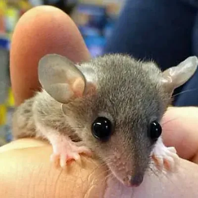 Petaholics Exotic Mammals 1