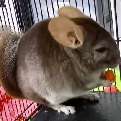 Petaholics Exotic Mammals 6