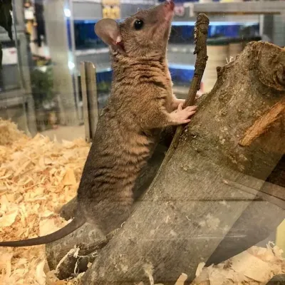 Petaholics Exotic Mammals 9